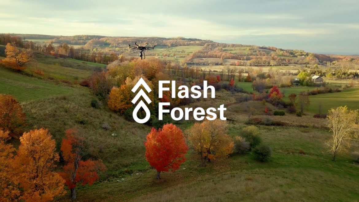 Flash Forest