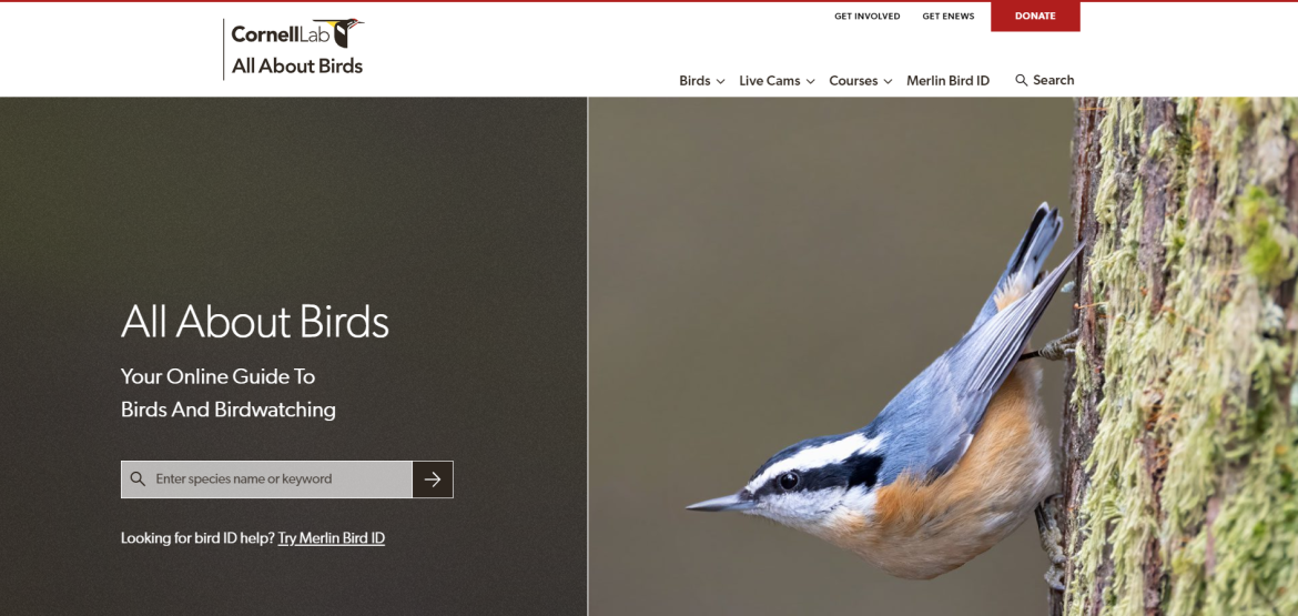 www.allaboutbirds.org
