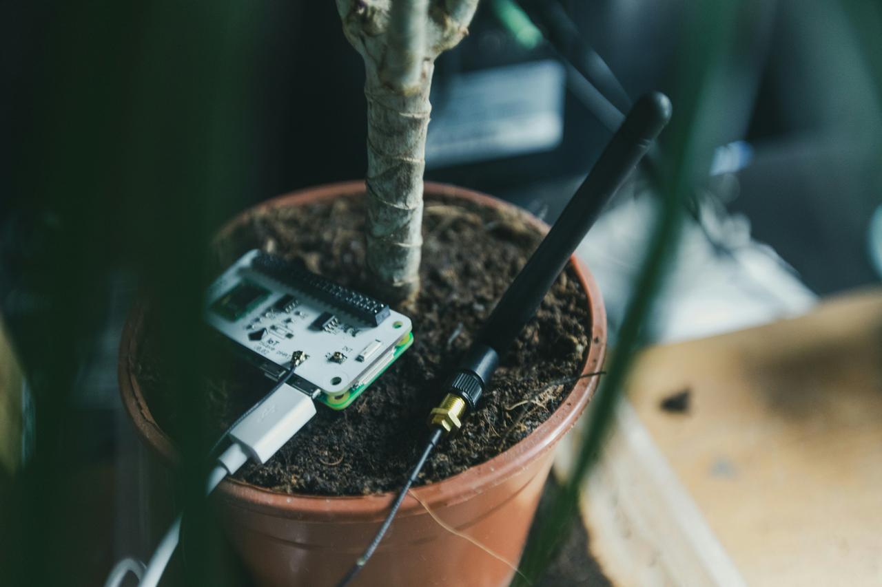 Saksija sa debelom stabljikom u kojoj su elektronska pločica i crna antena